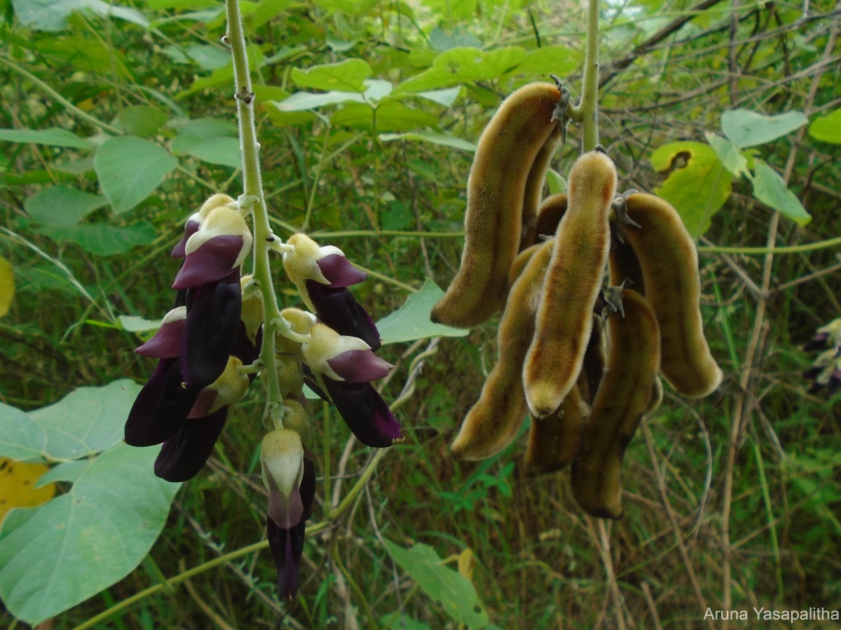 Mucuna pruriens var. pruriens (L.) DC.